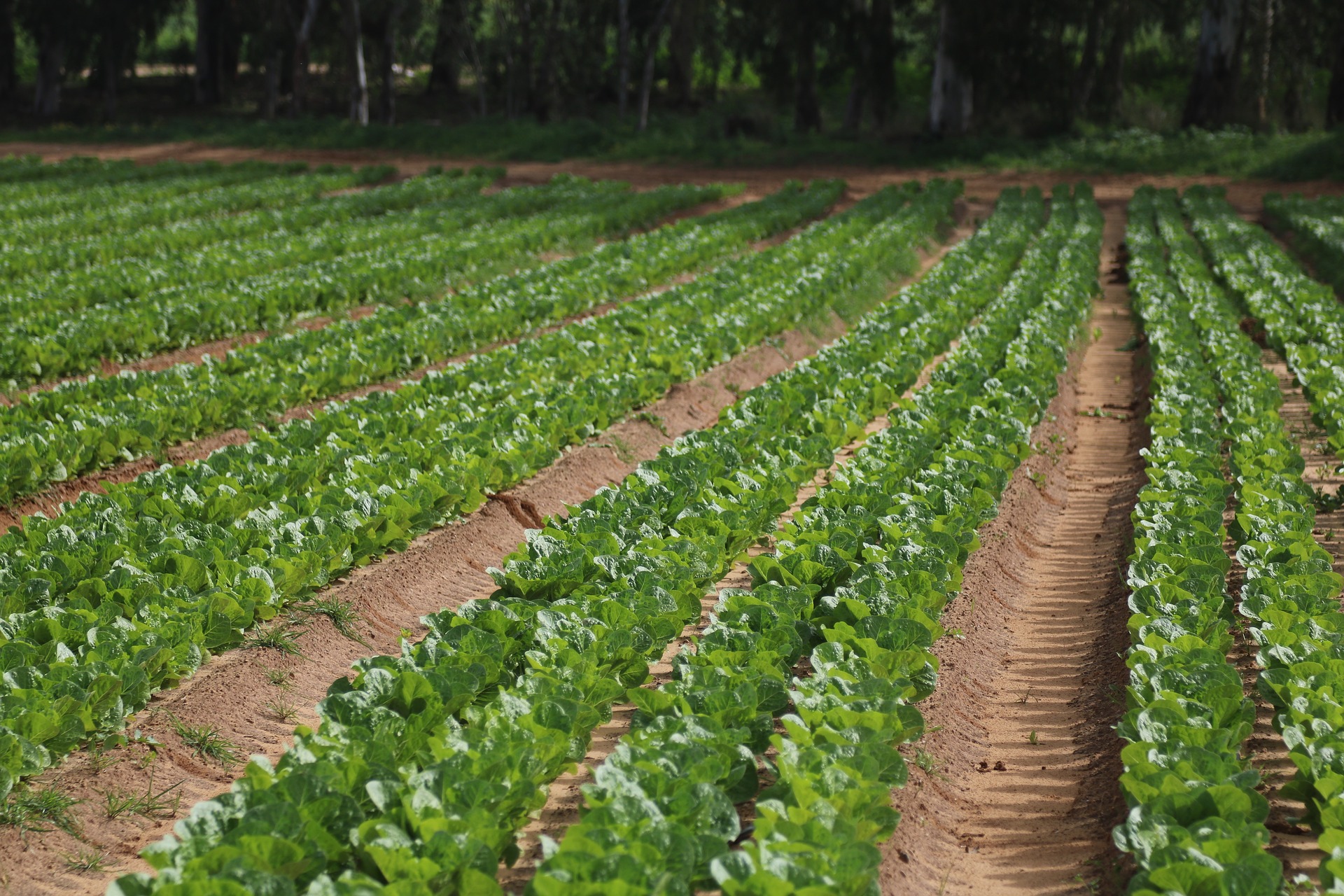 Agricoltura